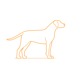 Animals Dogs Mountain Cur Outline Svg Vector, Free Vectors File